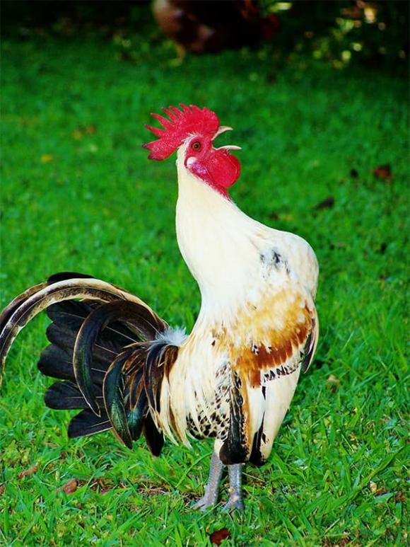 Tử vi, con giáp, tử vi hàng ngày, tử vi ngày 30/11/2025