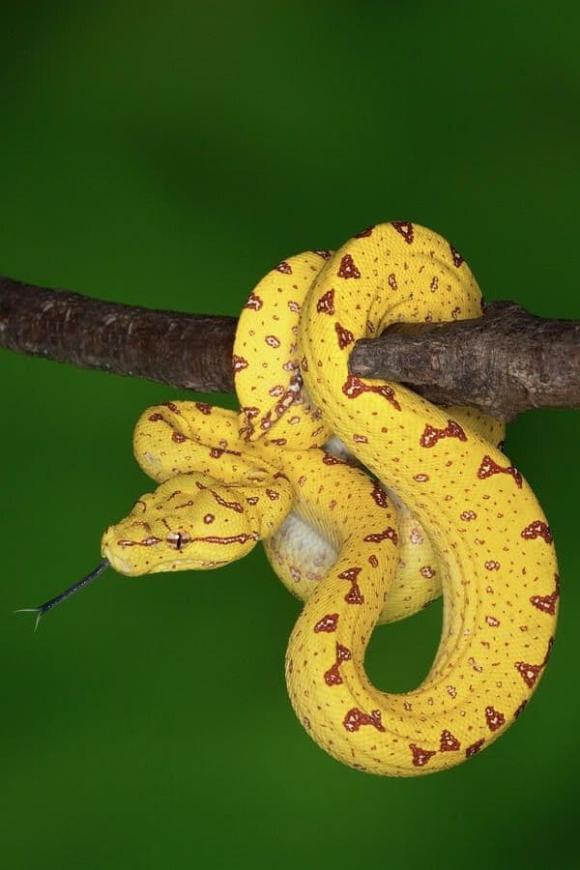 Tử vi, con giáp, tử vi hàng ngày, tử vi ngày 30/11/2025