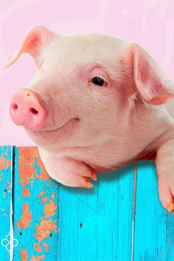 tu-vi-ngay-1-12-2025-cua-12-con-giap (1).jpg 0 Tử vi, con giáp, tử vi hàng ngày, tử vi ngày 1/12/2025