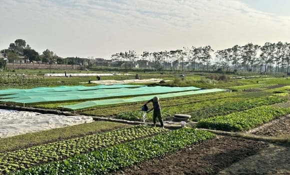 02-RAU-VU-DONG-1.jpg 0 trồng rau vụ Đông, Ninh Bình, giá rau tăng, giá bán rau tăng gấp 4-5 lần, rau vụ Đông