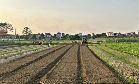 02-RAU-VU-DONG-1.jpg 1 trồng rau vụ Đông, Ninh Bình, giá rau tăng, giá bán rau tăng gấp 4-5 lần, rau vụ Đông