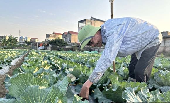 02-RAU-VU-DONG-1.jpg 2 trồng rau vụ Đông, Ninh Bình, giá rau tăng, giá bán rau tăng gấp 4-5 lần, rau vụ Đông