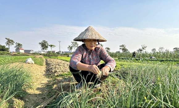 02-RAU-VU-DONG-1.jpg 3 trồng rau vụ Đông, Ninh Bình, giá rau tăng, giá bán rau tăng gấp 4-5 lần, rau vụ Đông