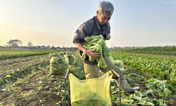 02-RAU-VU-DONG-1.jpg 4 trồng rau vụ Đông, Ninh Bình, giá rau tăng, giá bán rau tăng gấp 4-5 lần, rau vụ Đông