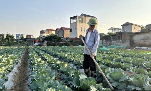02-RAU-VU-DONG-1.jpg 5 trồng rau vụ Đông, Ninh Bình, giá rau tăng, giá bán rau tăng gấp 4-5 lần, rau vụ Đông
