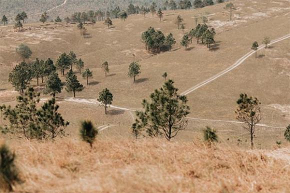 cach-ha-noi-135km-co-mot-doi-co-chay-dep-nhu-trong-tranh-duoc-vi-nhu-da-lat-thu-nho (1).jpg 0 đồi cỏ cháy, Đồi Phượng Hoàng, Quảng Ninh