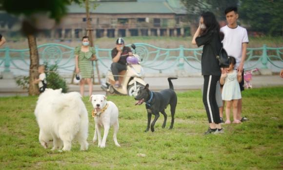 thả rông chó không rọ mõm