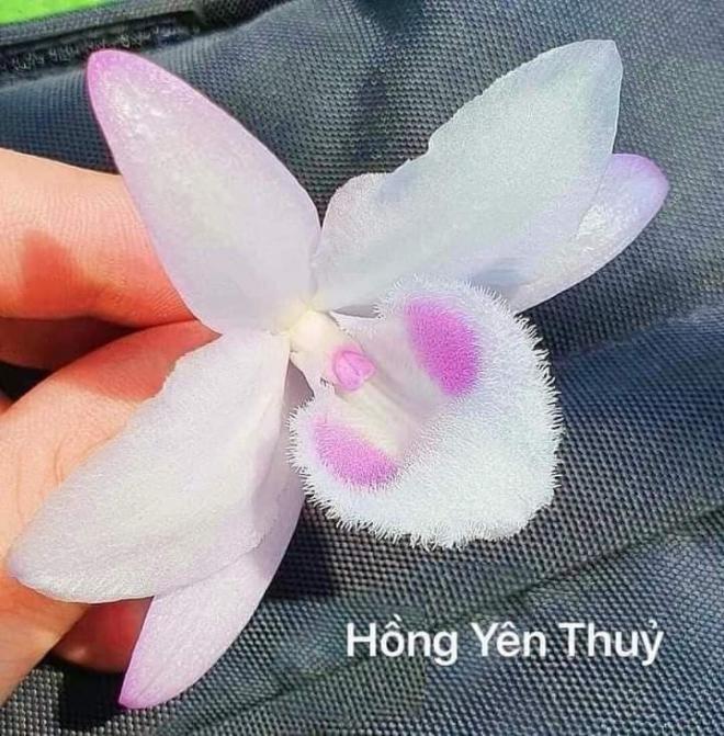 Phạm Văn Chiến, Hoa lan, Phong lan