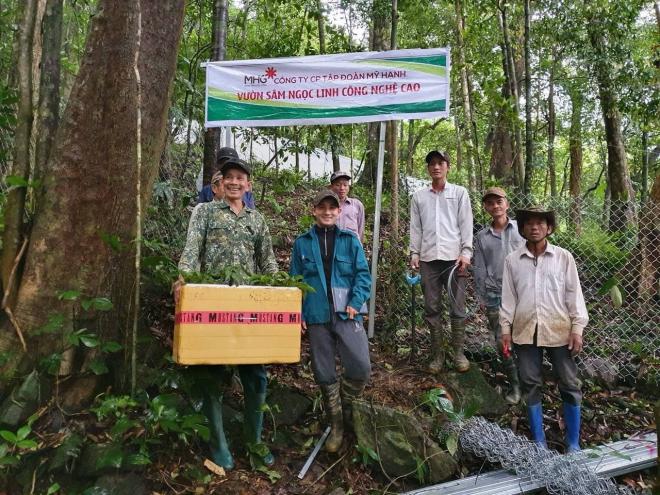 sâm Ngọc Linh, MHG, tập đoàn Mỹ Hạnh